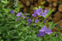 Campanula lactiflora 'Prichard's Variety' bestellen